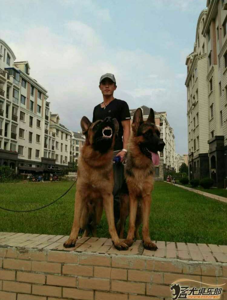 鲅鱼圈.南宫犬业