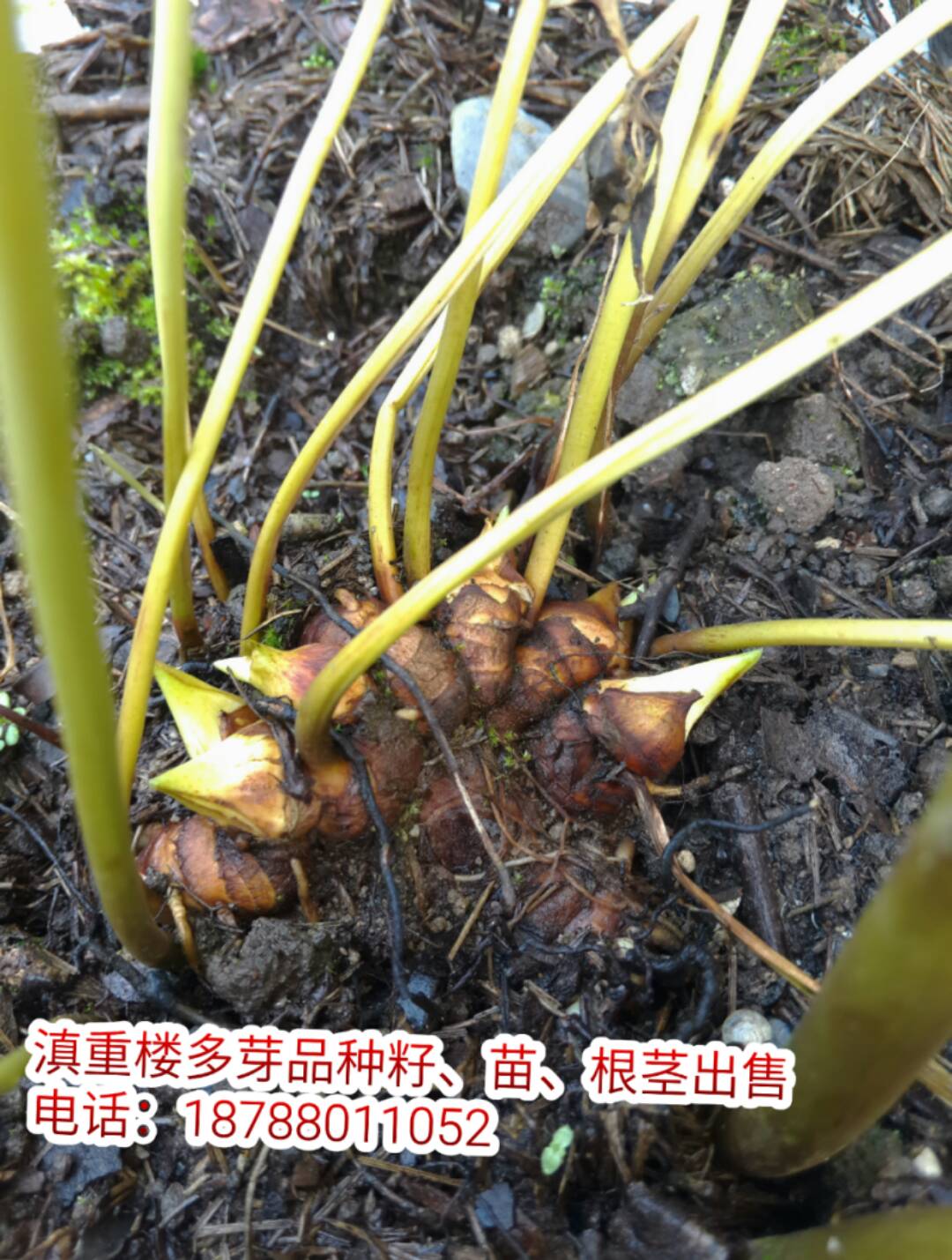 多芽重楼,老铁们顶起,谢谢! - 重楼.杨的快手