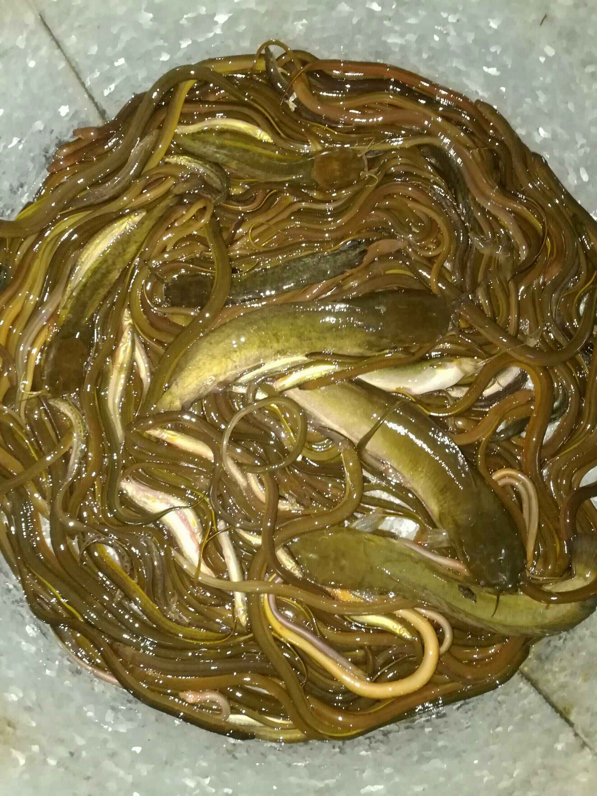 4k 0 那不是年拐,而是糖角鱼 朵朵,天生爱笑3月前 刀秋 泥鳅鱼!