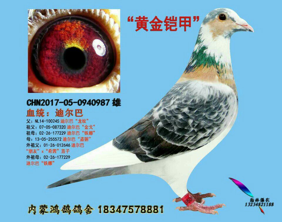 迪尔巴 姑侄近亲 - 内蒙鸿鹄赛鸽的快手