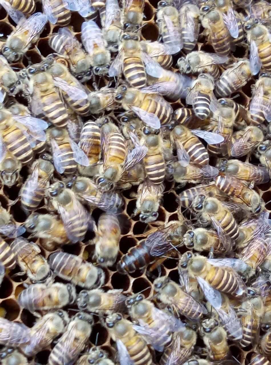 你们见过蜂王没,如果没有见过下面就是,给个点赞呗 - 黄氏中蜂(土蜂)