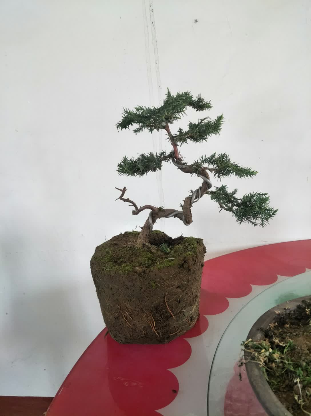 络石盆景(芸香)